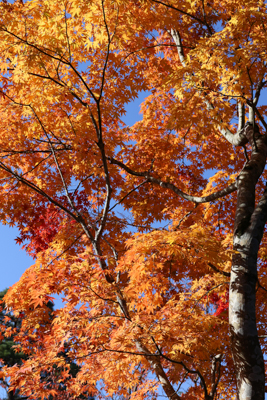 林の中で上から垂れ下った紅葉の写真