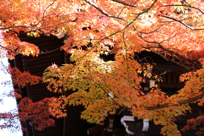 寺の建物を背景に光が当たって輝く紅葉の写真