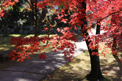寺の石畳の近くに生える赤い紅葉の写真