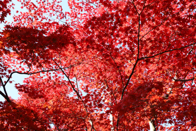 青空を覆う真っ赤な紅葉の写真