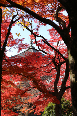 赤い紅葉の木々に覆われた中から撮った三重の塔の写真